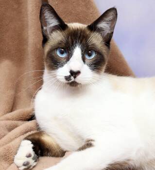 Snowshoe and Siamese Cats Available for Adoption - Snickers | PetCurious