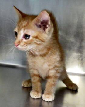 Nic -  Domestic Short Hair Cat for Adoption in Lexington, Virginia - Nic | PetCurious