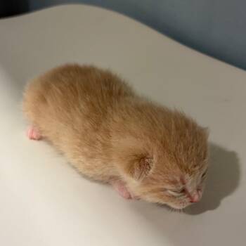 Argos -  Domestic Short Hair Cat for Adoption in Chattanooga, Tennessee - Argos | PetCurious
