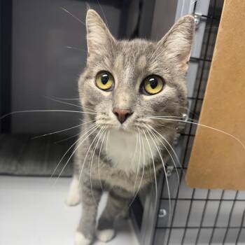 Kitty -  Domestic Short Hair Cat for Adoption in Shelbyville, Illinois - Kitty | PetCurious