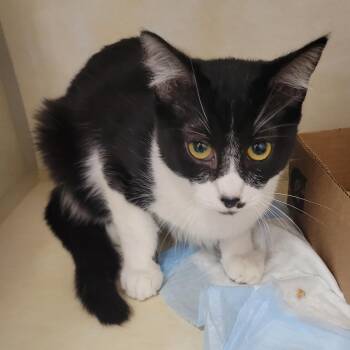 Domestic Short Hair Cats Available for Adoption in Westminster, California - "Love" In Other Languages 1_2_3_4_5_6_7_8 | PetCurious