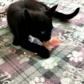 Spooky -  Domestic Short Hair Cat for Adoption in Coos Bay, Oregon - Spooky | PetCurious