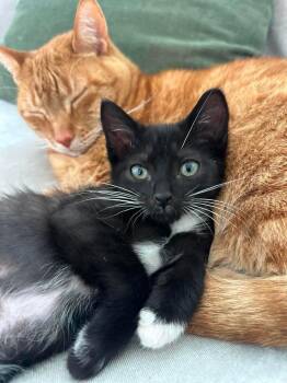 Walter -  Tuxedo Cat for Adoption in Columbia, South Carolina - Walter | PetCurious