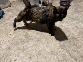 Rescue Domestic Medium Hair Cats for Adoption in Battle Creek, Michigan - Tottie | PetCurious