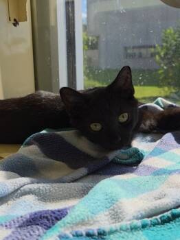 Rescue Domestic Short Hair Cats for Adoption in Chesapeake, Virginia - Mori Fka Michael Jr. | PetCurious