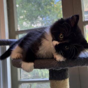 Domestic Medium Hair Cats Available for Adoption - Atreyu | PetCurious