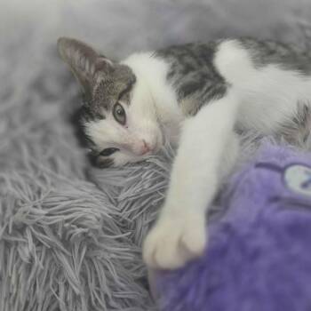 Chance -  Domestic Short Hair Cat for Adoption in Delaware, Ohio - Chance | PetCurious