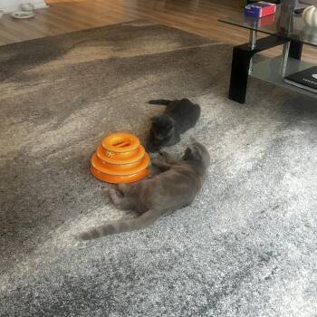 Panko -  Domestic Short Hair Cat for Adoption in Evanston, Illinois - Panko | PetCurious