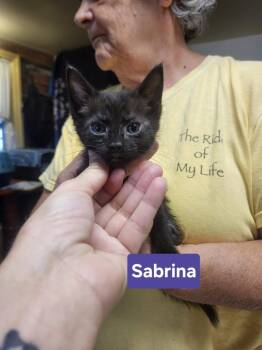 Sabrina -  Domestic Short Hair Cat for Adoption in East Greenville, Pennsylvania - Sabrina | PetCurious