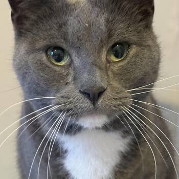 Domestic Short Hair Cats Available for Adoption - Jinx Dog Cat!!  | PetCurious
