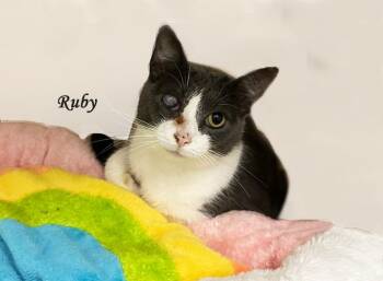 Ruby AVO Bonded with Trippy -  Domestic Short Hair Cat for Adoption - Ruby AVO Bonded With Trippy | PetCurious