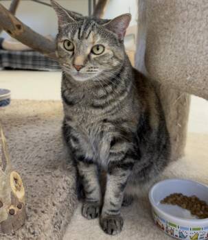 Nougat -  Domestic Short Hair Cat for Adoption in Cincinnati, Ohio - Nougat | PetCurious
