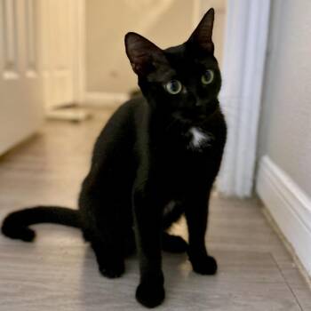 Atlas -  Domestic Short Hair Cat for Adoption in Austin, Texas - Atlas | PetCurious