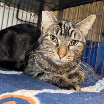 Rescue Domestic Short Hair Cats for Adoption in Saginaw, Michigan - Frank | PetCurious