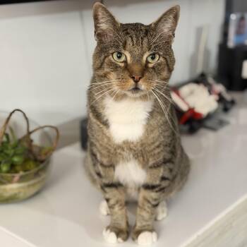 Milo -  Tabby Cat for Adoption in New York, New York - Milo | PetCurious