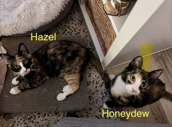 Hazel & Honeydew -  Domestic Short Hair Cat for Adoption in Falmouth, Massachusetts - Hazel & Honeydew | PetCurious