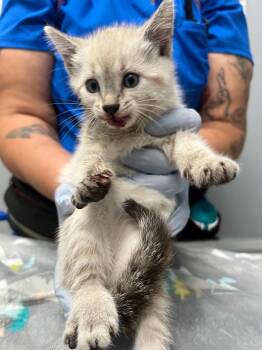 Rhonda -  Siamese Cat for Adoption in Bloomington, Indiana - Rhonda | PetCurious