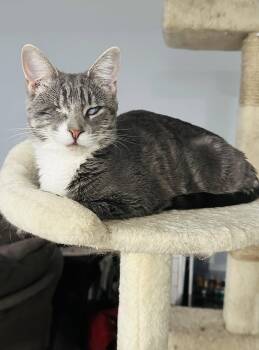 Lady (Bonded with Martina) -  Domestic Short Hair and Tabby Cat for Adoption in Walled Lake, Michigan - Lady (Bonded With Martina) | PetCurious