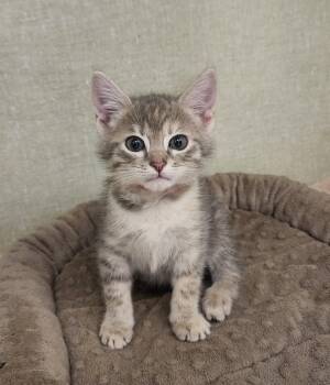Domestic Short Hair Cats Available for Adoption in Tulsa, Oklahoma - Myrtle | PetCurious