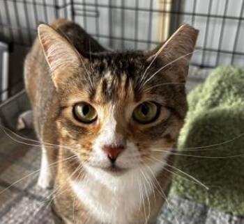 Sugar -  Calico Cat for Adoption in Lafayette, Louisiana - Sugar | PetCurious