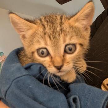 Stevie -  Domestic Short Hair Cat for Adoption in Long Beach, California - Stevie | PetCurious