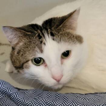 Domestic Short Hair Cats Available for Adoption - Wrigley | PetCurious