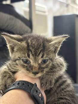 MOCHA -  Domestic Short Hair Cat for Adoption in Chester, South Carolina - MOCHA | PetCurious