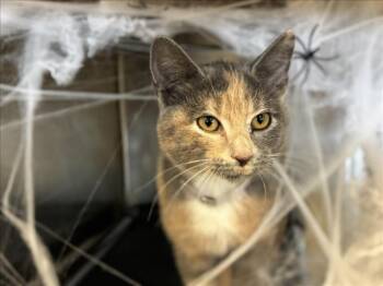 Rescue Domestic Short Hair Cats for Adoption in Houston, Texas - GISELLE | PetCurious
