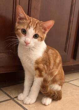 Jovian -  Domestic Short Hair Cat for Adoption in Buford, Georgia - Jovian | PetCurious