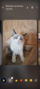 Pixel -  Siamese and Domestic Medium Hair Cat for Adoption in Thatcher, Arizona - Pixel | PetCurious