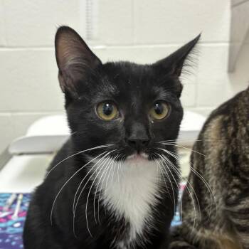 Lillian -  Domestic Short Hair Cat for Adoption in Corpus Christi, Texas - Lillian | PetCurious