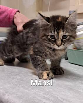 Mansi -  Domestic Long Hair Cat Available for Adoption in Plattsburgh, New York - Mansi | PetCurious