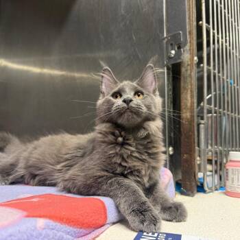 Nala (cat) -  Maine Coon Cat for Adoption in Dover, Arkansas - Nala (cat) | PetCurious