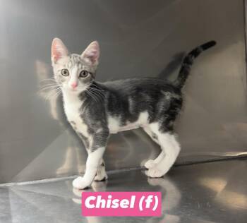 Chisel -  Domestic Short Hair Cat for Adoption in Montville, New Jersey - Chisel | PetCurious