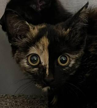 Velociraptor -  Domestic Short Hair Cat for Adoption in Golden, Colorado - Velociraptor | PetCurious