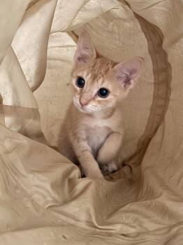 Sammy -  Domestic Short Hair Cat for Adoption in Luling, Texas - Sammy | PetCurious