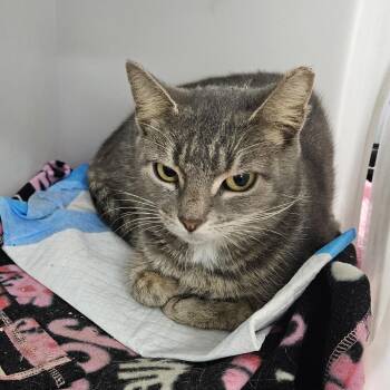 Bisk -  Domestic Short Hair Cat for Adoption in Ridgely, Maryland - Bisk | PetCurious