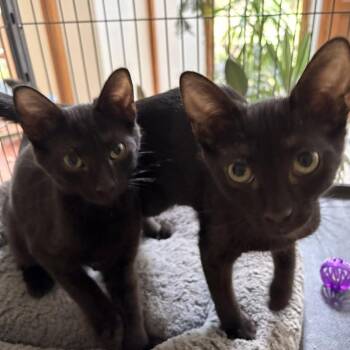 Minnow -  Domestic Short Hair Cat for Adoption in Waldorf, Maryland - Minnow | PetCurious