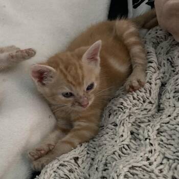 Domestic Short Hair Cats Available for Adoption in Volcano, Hawaii - Kaveh | PetCurious