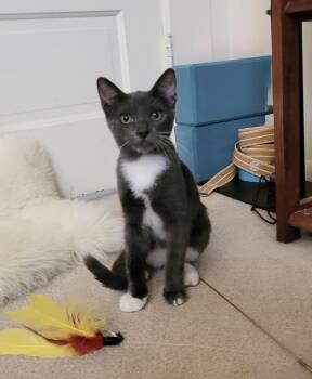 Amazing Jake -  Russian Blue and Domestic Short Hair Cat for Adoption in Burlington, North Carolina - Amazing Jake | PetCurious