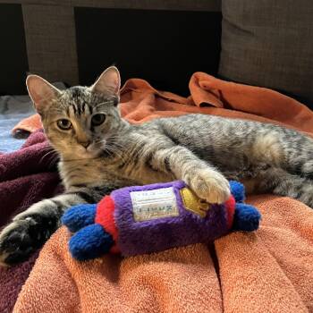 Rescue Domestic Short Hair Cats for Adoption in Chicago, Illinois - Etty | PetCurious