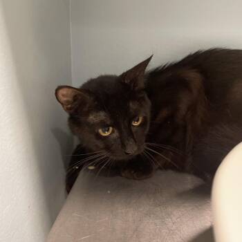 Sable -  Domestic Medium Hair Cat for Adoption in Chattanooga, Tennessee - Sable | PetCurious