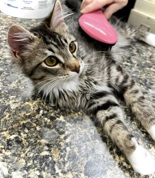 Domestic Long Hair Cats Available for Adoption in Estherville, Iowa - Stick! | PetCurious