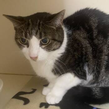 Domestic Short Hair Cats Available for Adoption in Elyria, Ohio - Marbles | PetCurious