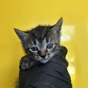 Domestic Short Hair Cats Available for Adoption in Abilene, Texas - Oceana | PetCurious
