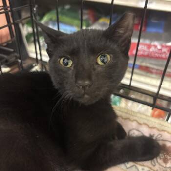 Joker -  Domestic Short Hair Cat for Adoption in NEW PT RICHEY, Florida - Joker | PetCurious