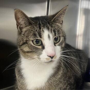 Rescue Domestic Short Hair Cats for Adoption in New York, New York - Tuffles | PetCurious