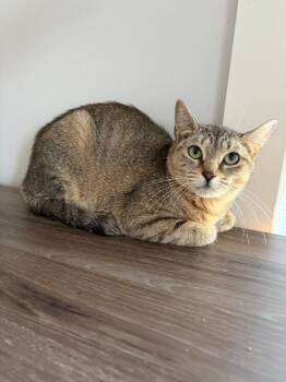 Leeloo -  Domestic Short Hair Cat Available for Adoption in Pawtucket, Rhode Island - Leeloo | PetCurious