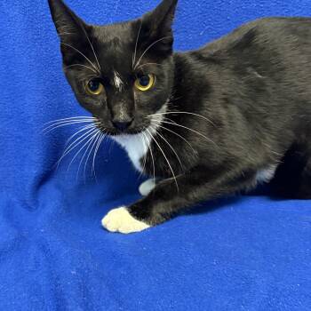Mimi -  Domestic Short Hair Cat for Adoption in Valdosta, Georgia - Mimi | PetCurious