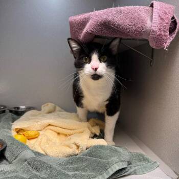 Domestic Short Hair Cats Available for Adoption in Pittsburgh, Pennsylvania - Jimothy | PetCurious